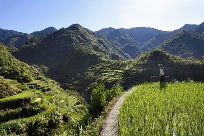 Philippines, province d'Ifugao, les rizières en terrasses de Banaue autour du village de Cambulo, classées Patrimoine Mondial de l'UNESCO