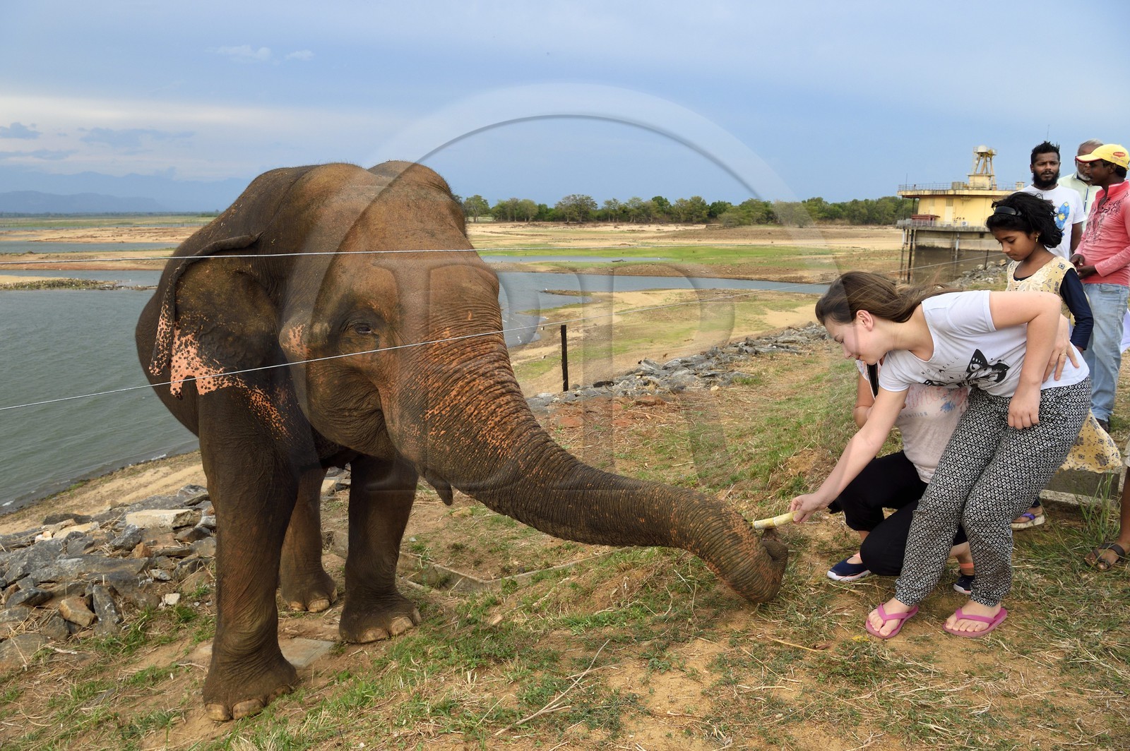 Sri Lanka, Uva Province, Elephant (Elephas maximus) on the border of the Udawalawe National Park