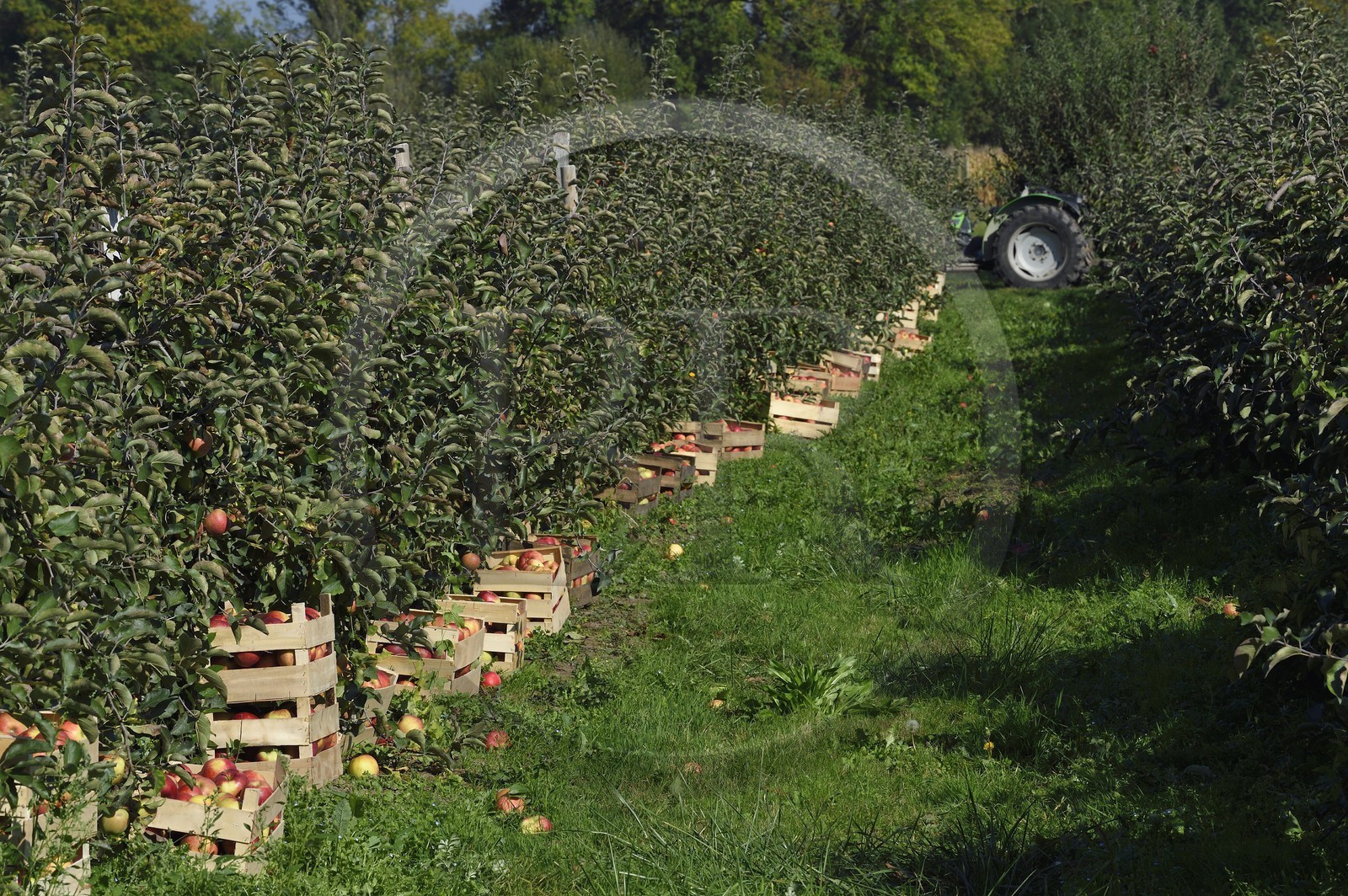 France, Seine-Maritime (76), Pays de Caux, Parc naturel régional des Boucles de la Seine normande, Jumièges, pommiers de la Route des fruits dans les vergers en bordure de Seine, récolte des pommes au lieu dit Le Conihaut