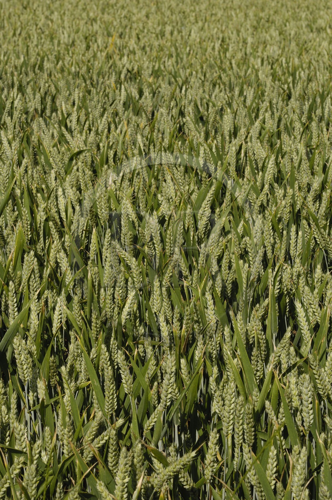 France, Indre et Loire, Loire Valley listed as World Heritage by UNESCO, Seuilly, La Deviniere, Francois Rabelais's house