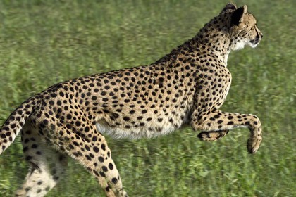 Namibia, Otjiwarongo, Cheetah Conservation Fund, research and education centre, cheetah (Acinonyx jubatus)