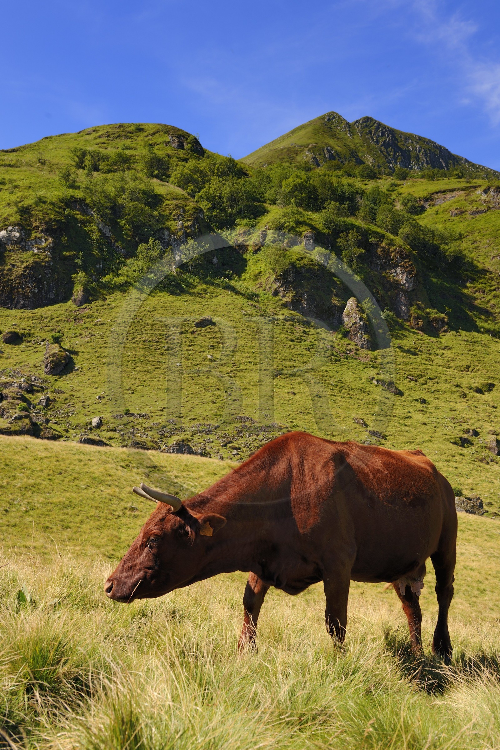 France, Cantal (15), monts du Cantal, Parc Naturel Régional des Volcans d' Auvergne, vache de race salers au pied du Puy-Mary
