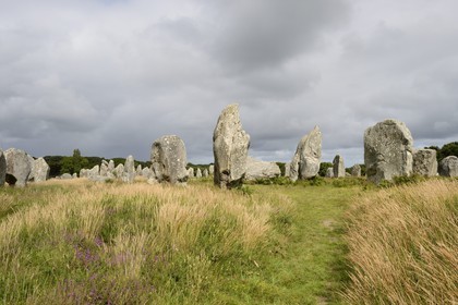 France, Morbihan, Carnac, row of megalithic standing stones at Kermario