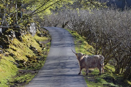 Royaume-Uni, Ecosse, Highland, Hébrides intérieures, Ile de Mull, vache de race Highland