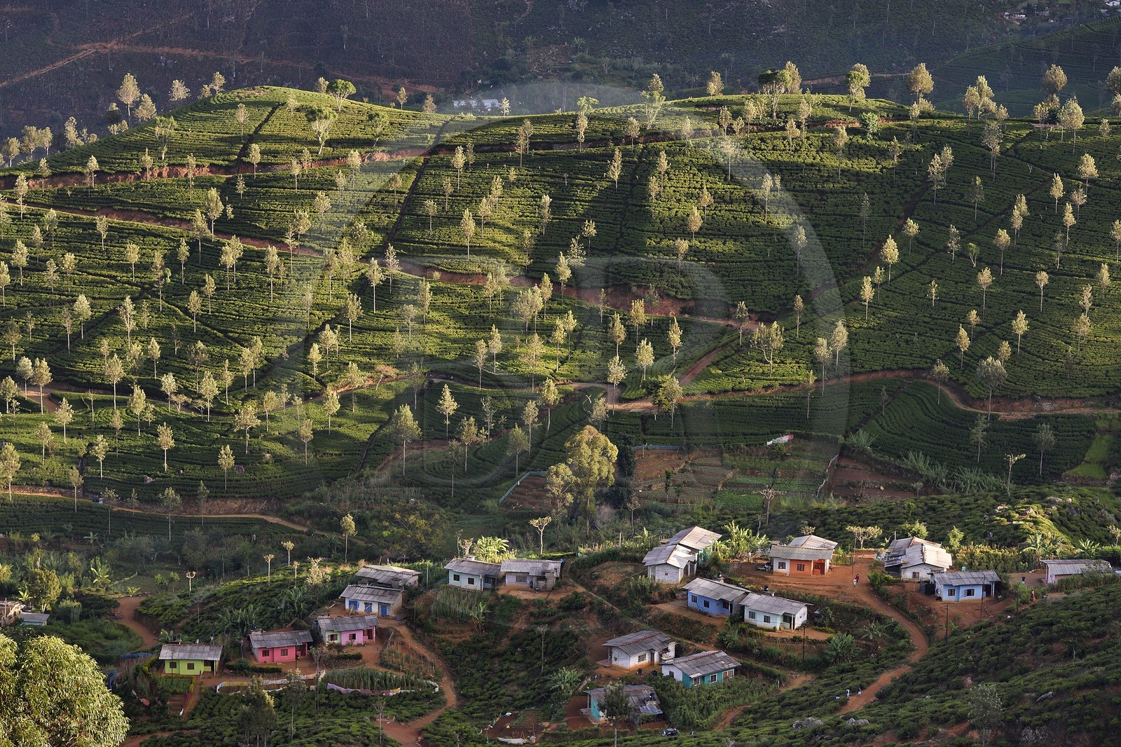 Sri Lanka, Uva Province, Haputale, tea plantation and houses of the workers of these plantations on the hills north of the city