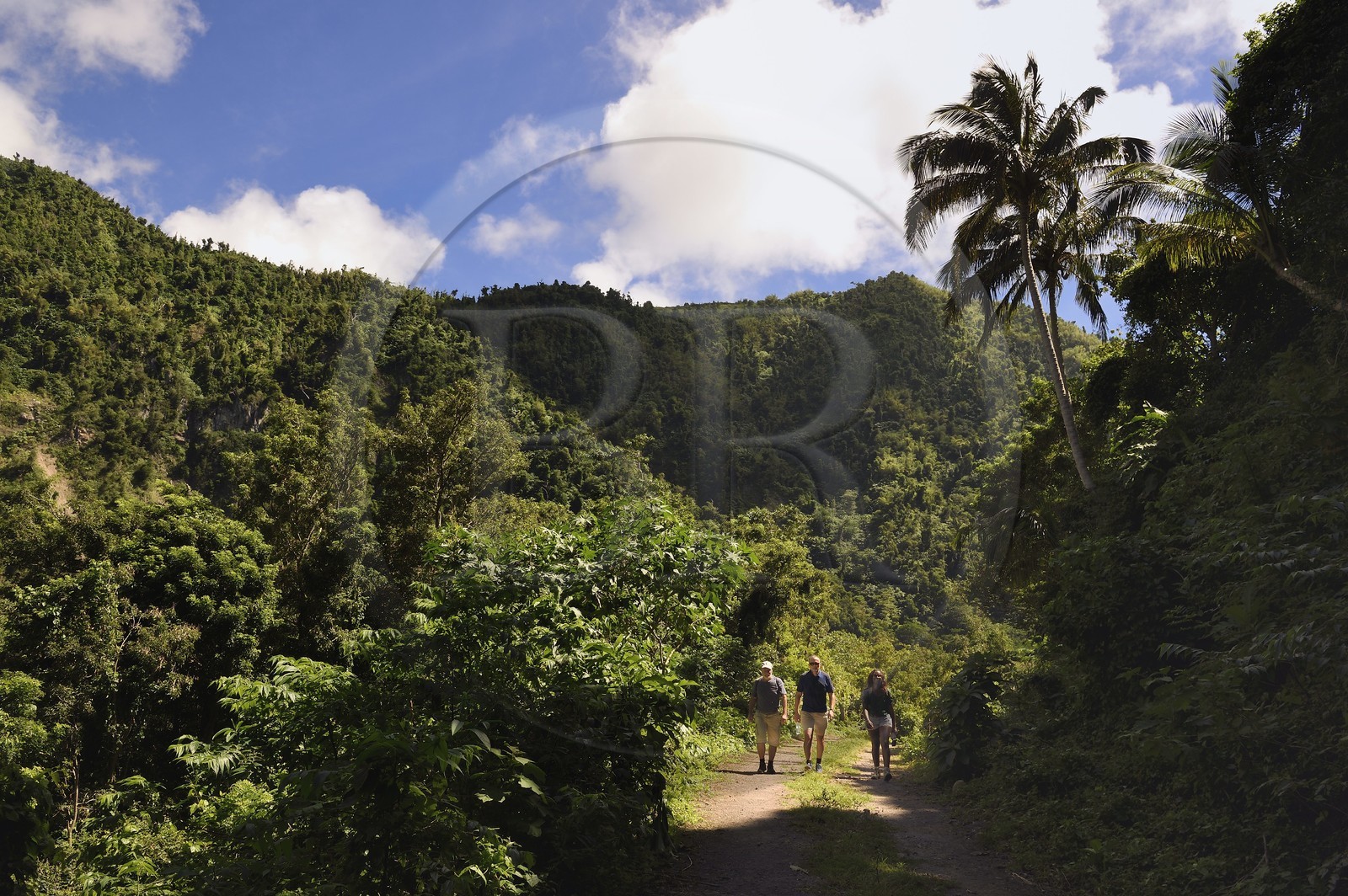 Caraïbes, Ile de la Dominique, Soufrière, dans les montagnes du sud de l'île le long du Segment 1 du Waitukubuli National Trail entre Scotts Head Village et Soufriere Estate