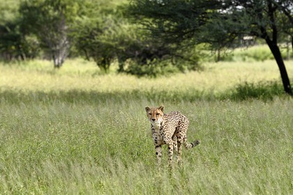 Namibia, Otjiwarongo, Cheetah Conservation Fund, research and education centre, cheetah (Acinonyx jubatus) in tall grass