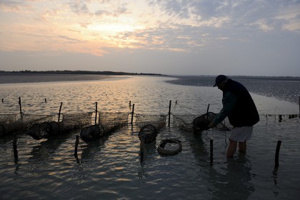 France, Manche (50), Baie du Mont-Saint-Michel, le pêcheur de grève Guy Jugan relevant ses filets de crevettes grises à l'aube