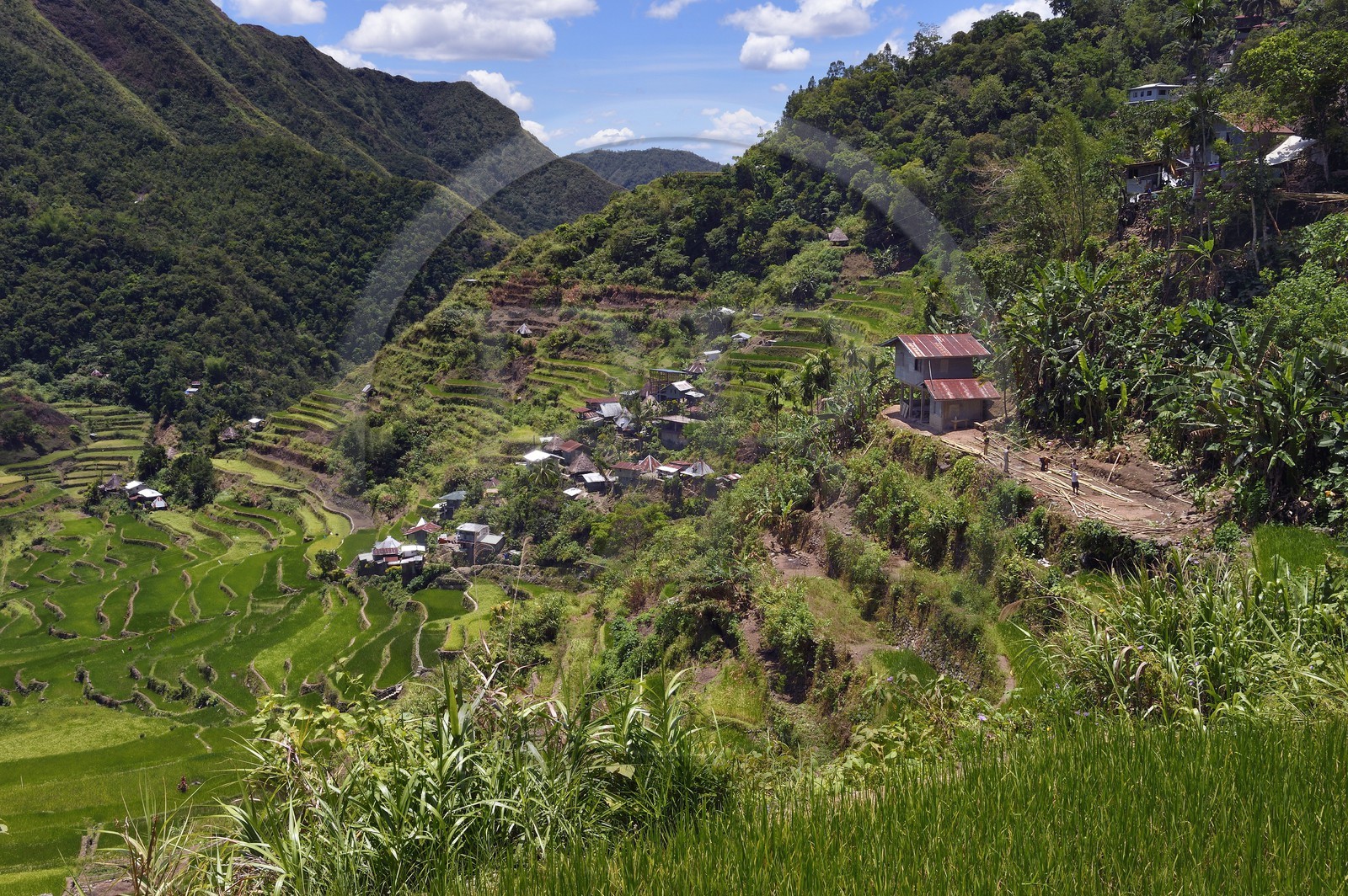 Philippines, Ifugao province, Banaue rice terraces around the village of Batad, listed as World Heritage by UNESCO, fed by an ancient irrigation system from the rainforests above the terraces, building of a house