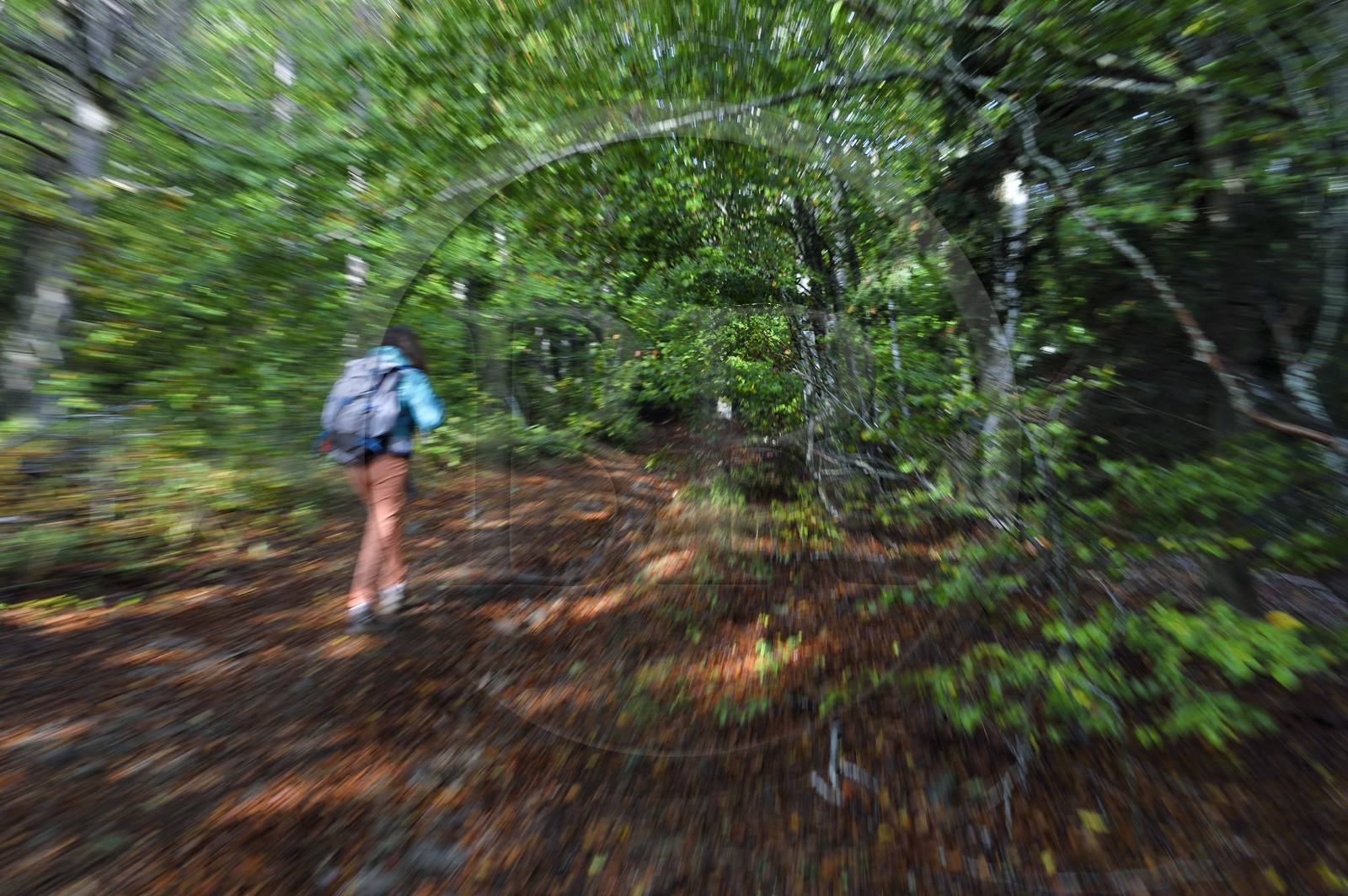 France, Ardeche, parc naturel regional des Monts d'Ardeche (Regional natural reserve of the Mounts of Ardeche), Mezenc Massif, Lac d'Issarles forest, hiker in the Montchamp beech grove