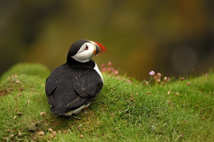 Royaume-Uni, Ecosse, les Shetland, Macareux moine