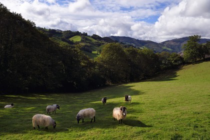 France, Pyrénées-Atlantiques (64), Pays-Basque, vallée des Aldudes, Urepel, brebis manech tête noire