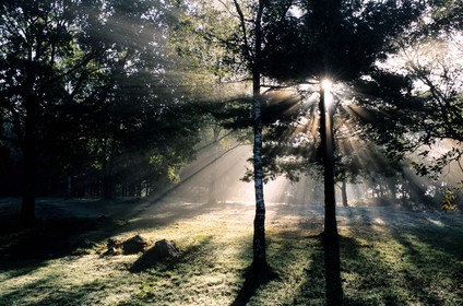 France, Mayenne (53), sous bois au petit matin