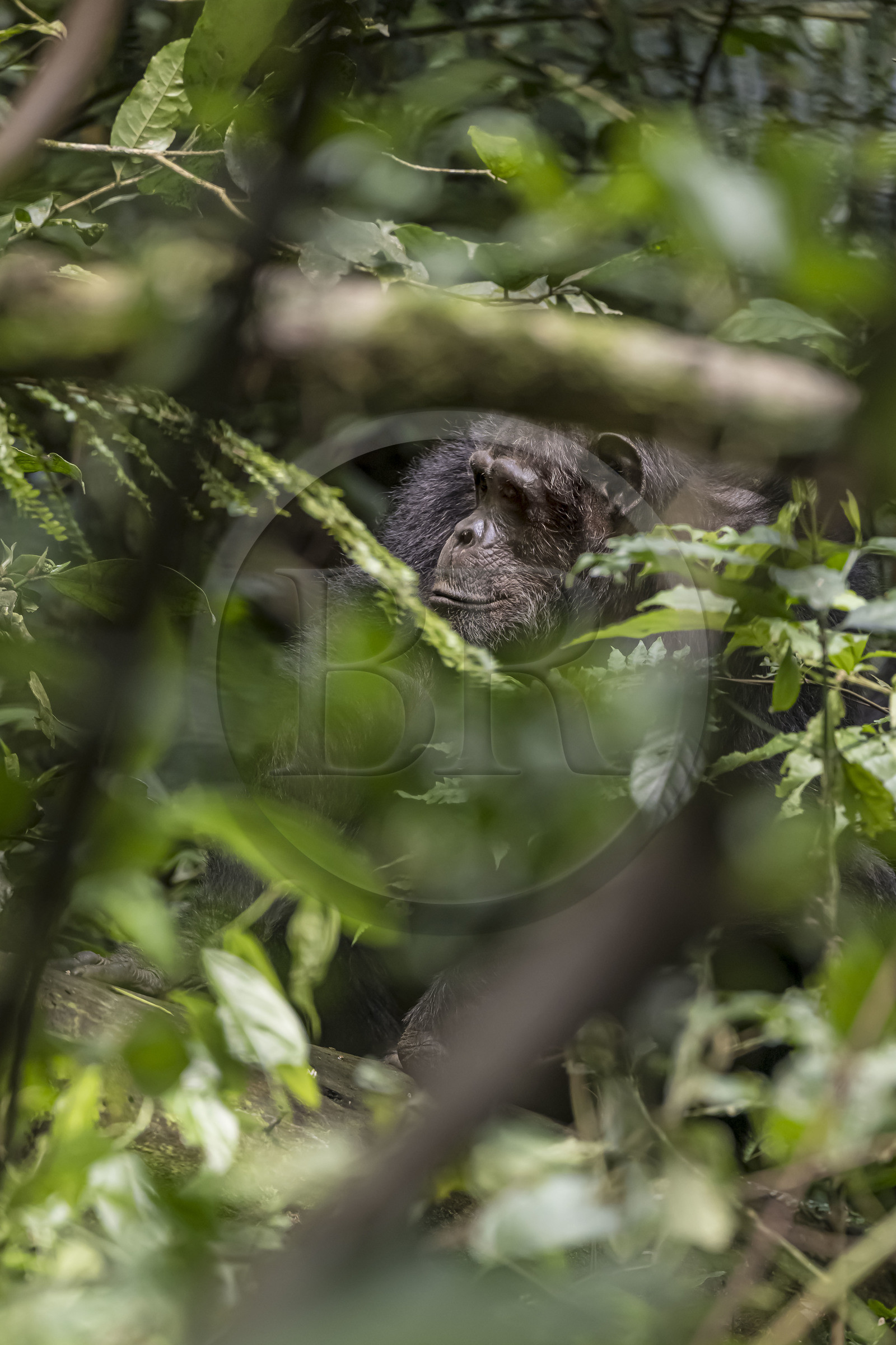 Rwanda, Province de l’Ouest, Nyakabuye, Parc national de Nyungwe, forêt tropicale humide naturelle de Cyamudongo, Chimpanzé commun (Pan Troglodytes)