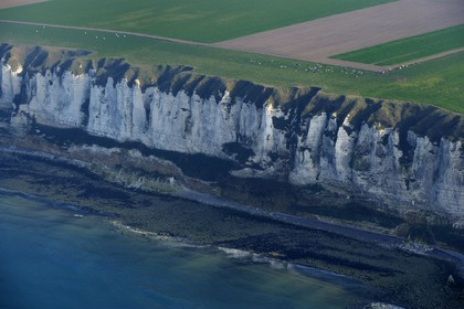 France, Seine-Maritime (76), pays de Caux, troupeau de vaches le long des falaises d' Yport (vue aérienne)