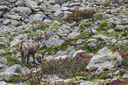 France, Alpes-Maritimes, Parc National du Mercantour (Mercantour national park), Haute Vesubie, Saint Martin Vesubie, Val du Haut Boréon, chamois (Rupicapra rupicapra) and Rhododendron towards the Trecolpas lake