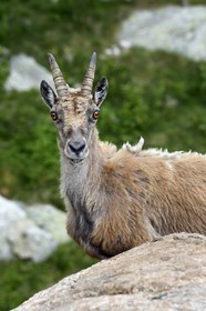 France, Alpes-Maritimes (06), parc national du Mercantour, vallée de la Valmasque, étagne, bouquetin (Capra ibex) femelle des Alpes