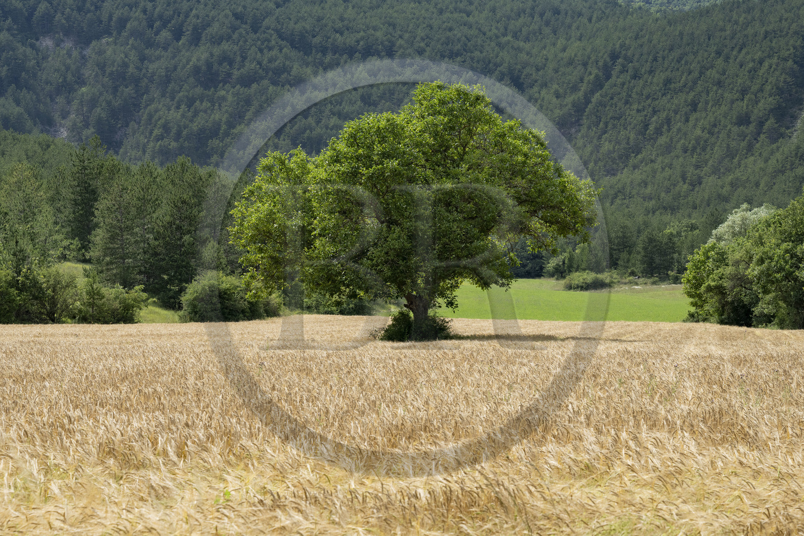 France, Drôme (26), parc naturel régional des Baronnies provençales, arbre au milieu d'un champ de blé au col d'Aulan