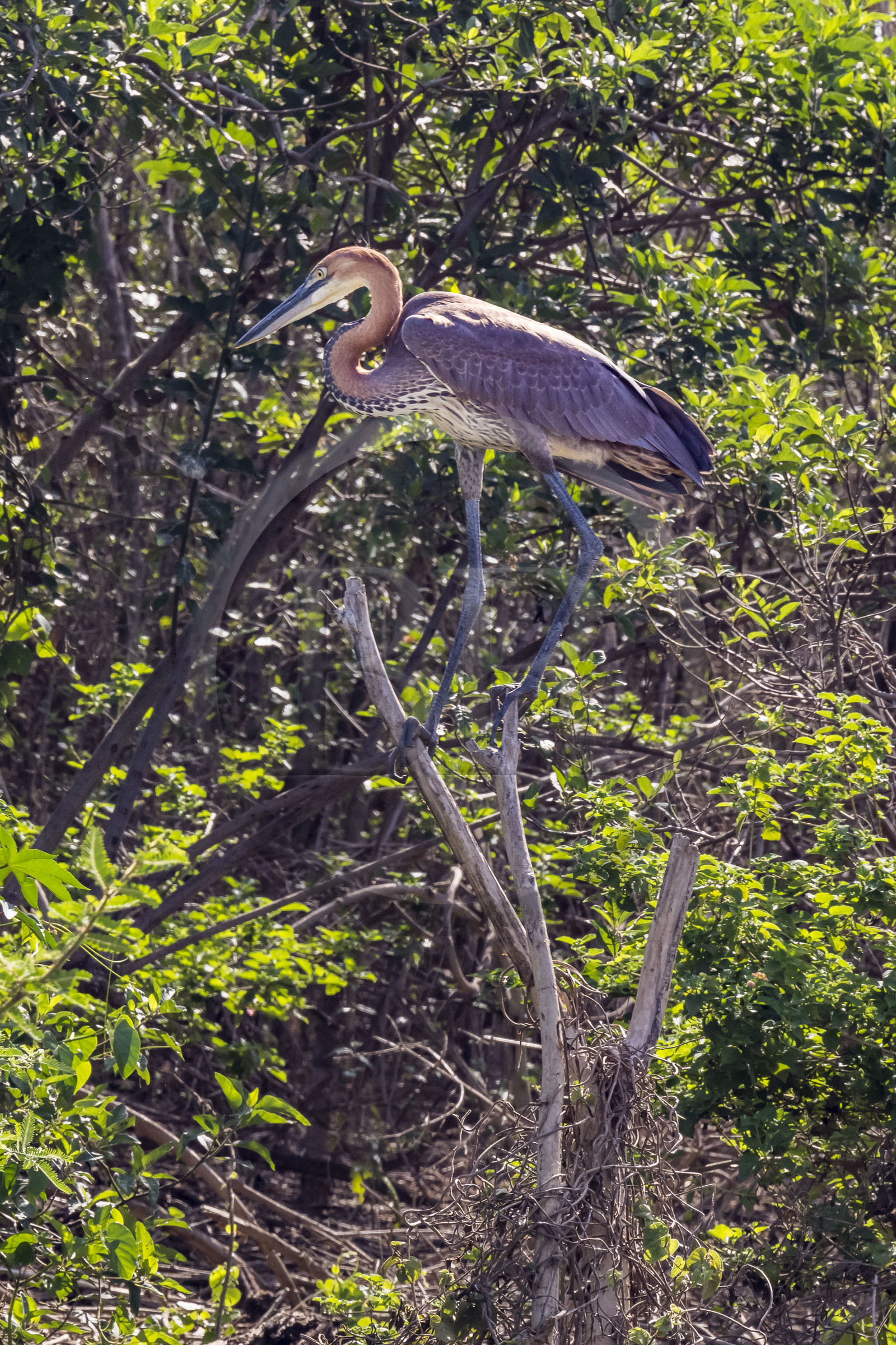 Rwanda, Parc national de l'Akagera, le lac Ihema, héron goliath (Ardea goliath)