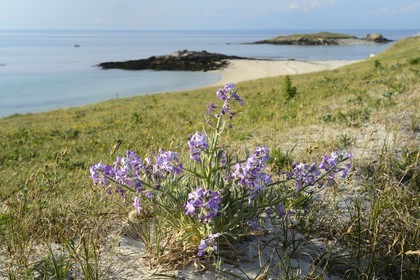 France, Finistère (29), La Foret Fouesnant, archipel des Glénan, Ile Saint-Nicolas, côte ouest