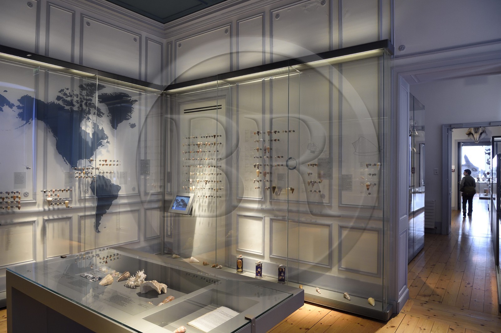 France, Charente-Maritime (17), La Rochelle, le Muséum d'histoire naturelle (muséum Lafaille), collection de cones du 1er étage