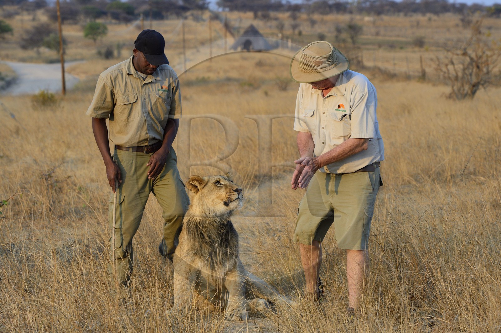 Zimbabwe, province des Midlands, Gweru, Antelope Park qui abrite ALERT (African Lion and Environmental Research Trust), marche à pied en compagnie de lions dans la brousse, le managing director Gary Jones et des guides - dresseurs