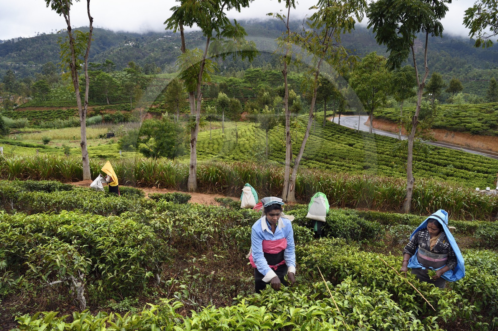 Sri Lanka, Province d'Uva, Bandarawela, femme tamoul travaillant à la cueillette des feuilles dans une plantation de thé