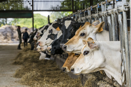 France, Vendée (85), Saint-Mesmin, ferme bio Epicoeur de la Rambaudière,