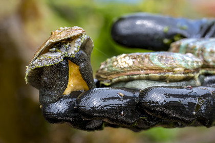 France, Finistère (29), Pays des Abers, estuaire de l'Aber Wrac'h, ormeau (haliotis tuberculata) issu d'un élevage en pleine mer nourri aux algues par France Haliotis