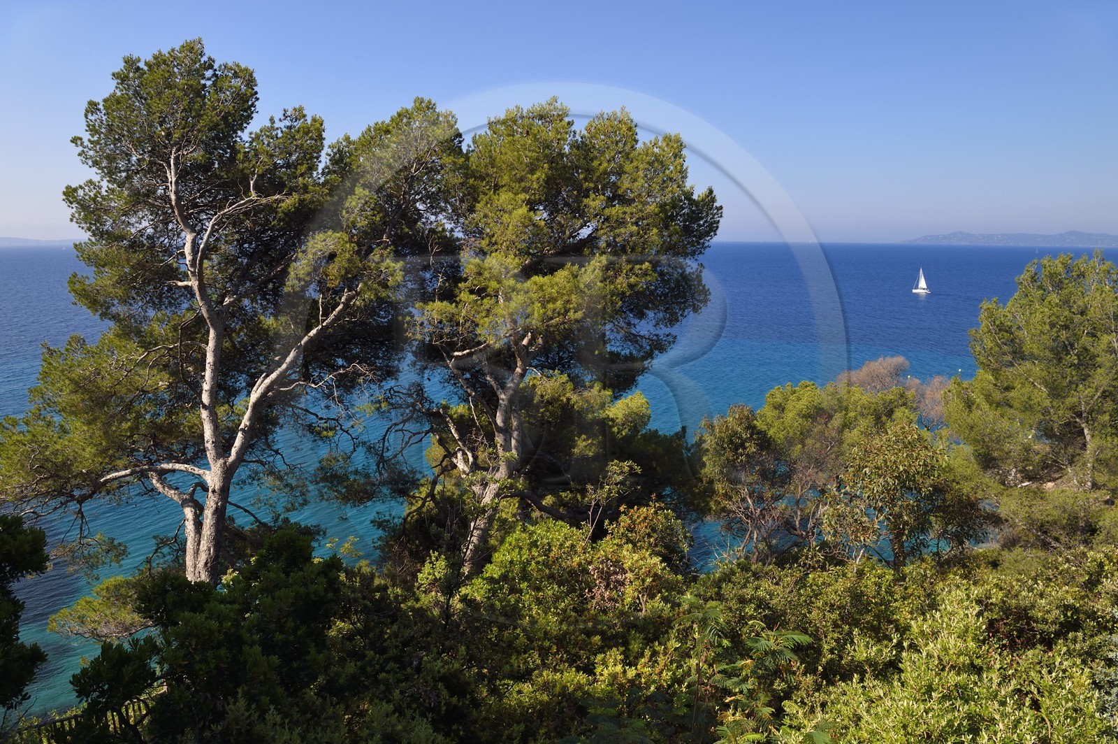 France, Var, Le Rayol Canadel sur Mer, Domaine du Rayol, Conservatoire du Littoral Estate compulsory mention, sea view through the trees in the Jardin des Mediterranees designed by landscaper Gilles Clément