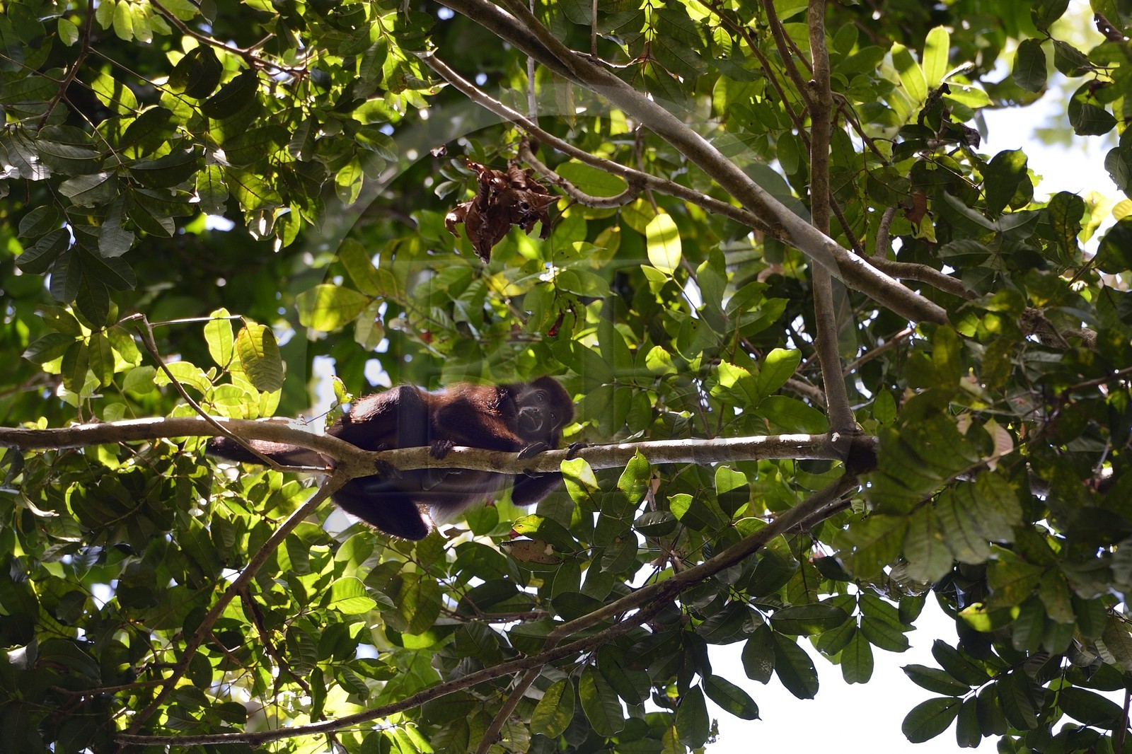 Panama, province de Chiriqui, Parc national marin du Golfe de Chiriqui, Isla Palenque, singe hurleur à manteau ou Hurleur à pèlerine (Alouatta palliata)