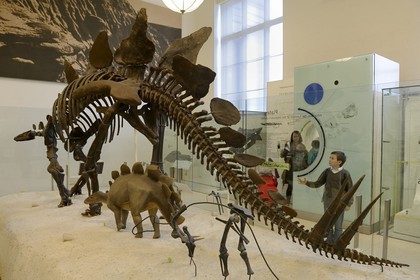 Etats-Unis, New York, Manhattan, Upper West Side, Musée Américain d'Histoire Naturelle (American Museum of Natural History), section des fossiles