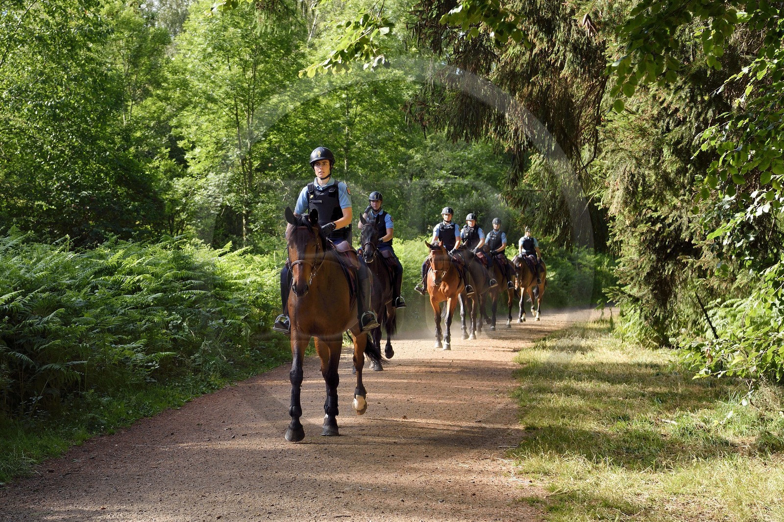 France, Puy de Dome, Parc Naturel Régional des Volcans d'Auvergne (regional nature park of Auvergne volcanoes), Chaine des Puys listed as World heritage by UNESCO, Mounted Police in the forest at the foot of the Puy de Dôme volcano