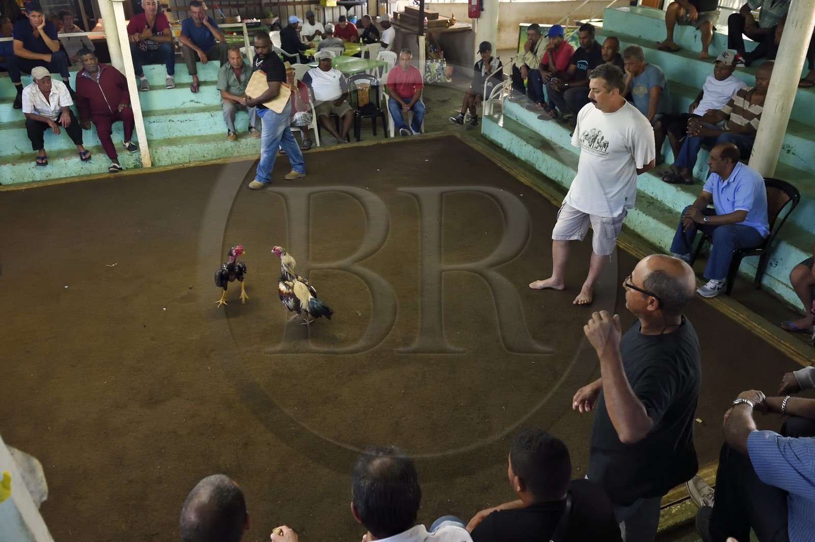 France, Reunion island (French overseas department), Petit Tampon, cockfight in the Rond de Coq
