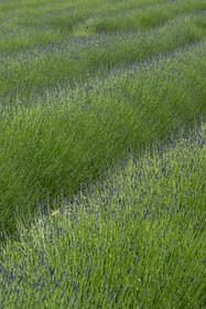 France, Drôme (26), parc naturel régional des Baronnies provençales, Izon-la-Bruisse, champ de lavandin