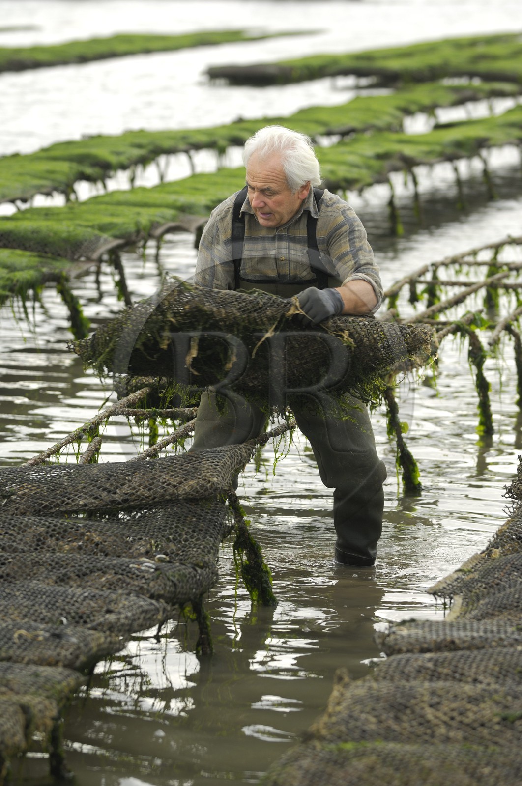 France, Charente-Maritime (17), le bassin Marrennes-Oléron au large de l'Ile d'Oléron, l'ostréiculteur André Massé dans un de ses parcs à huîtres