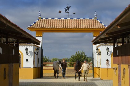 Spain, Andalusia, Seville Province, Utrera, the Ayala stud farm (Yeguada Ayala), Andalusian horse also known as the Pure Spanish Horse or PRE (Pura Raza Espanola)