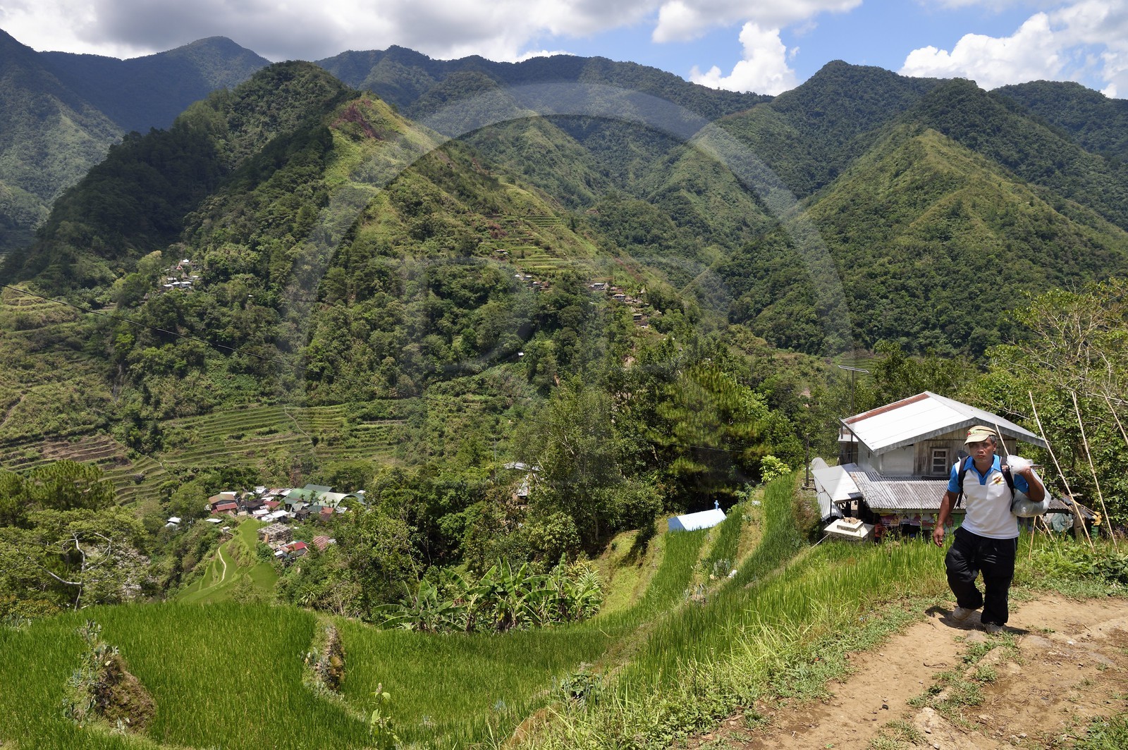 Philippines, province d'Ifugao, les rizières en terrasses de Banaue, classées Patrimoine Mondial de l'UNESCO, alimentées par un ancien système d'irrigation depuis la forêt tropicale au-dessus des terrasses et le village de Cambulo
