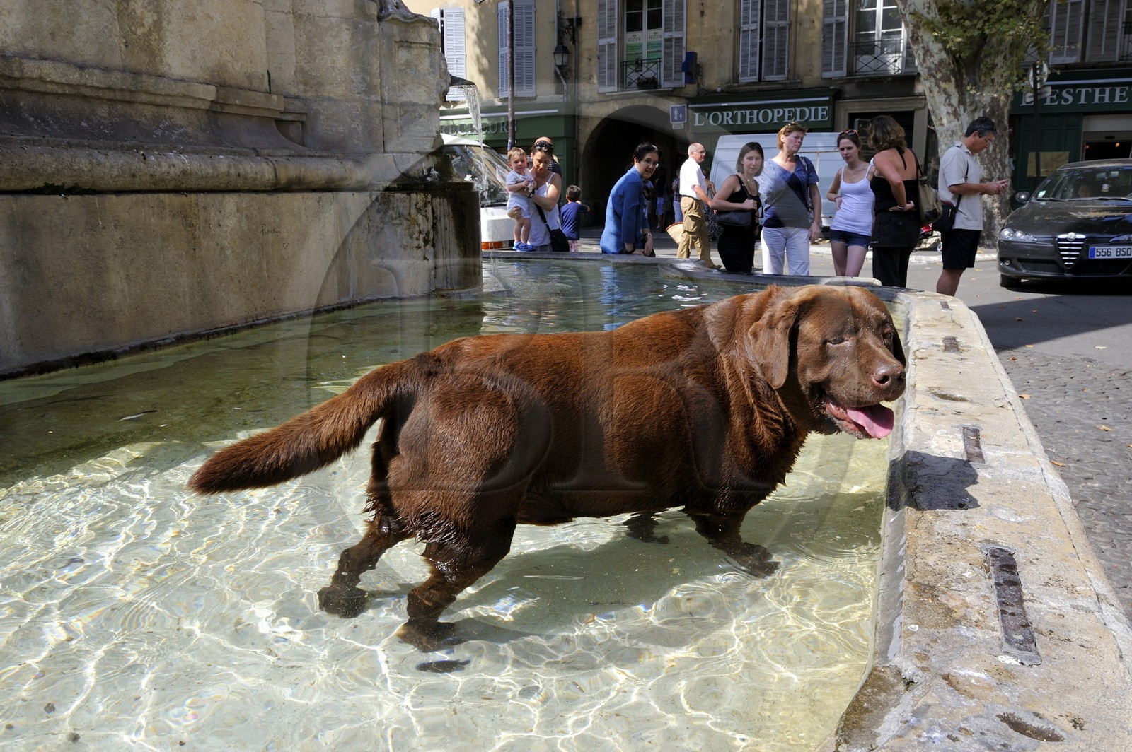 France, Bouches-du-Rhône (13), Aix-en-Provence, Labrador se rafraichissant dans la fontaine