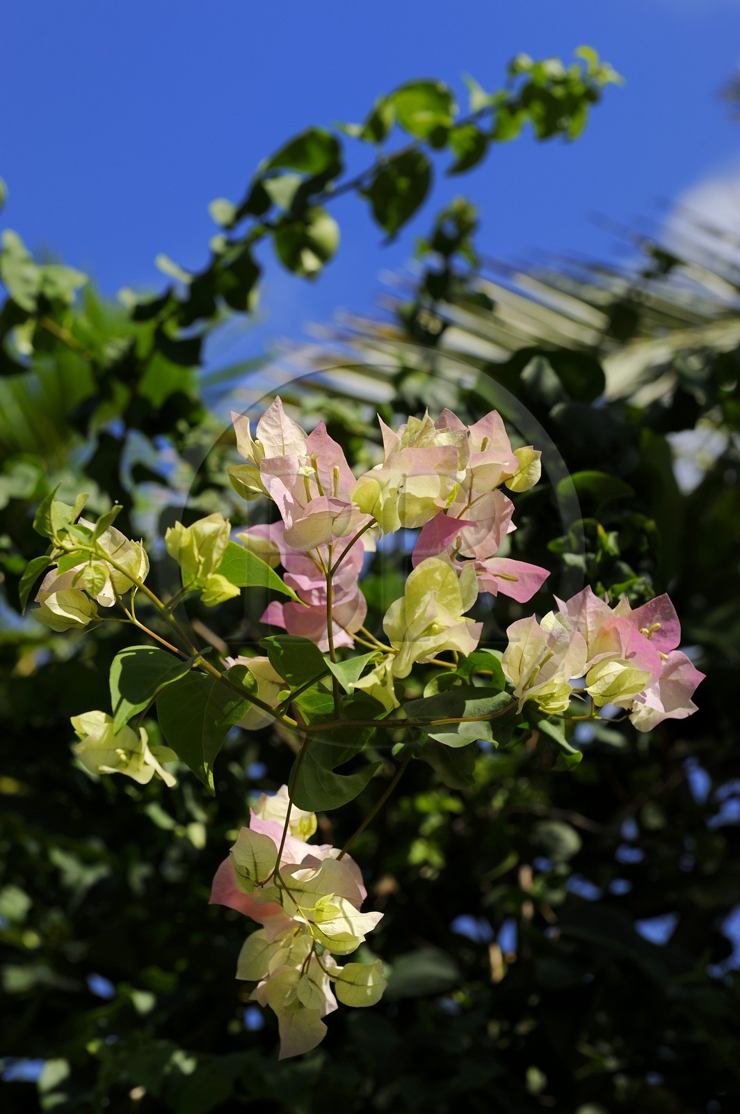 France, Ile de la Reunion, Petite Ile, jardin tropical, fleurs de bougainvillier (Bougainvillea)