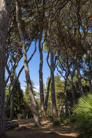 France, Alpes-Maritimes (06), Antibes, Le Jardin Botanique de la Villa Thuret (rattachée à l'INRAE), labellisé Jardin Remarquable et Arbre Remarquable, les pins parasols, même proches, respectent une distance au niveau de la cime appellée fente de timidité