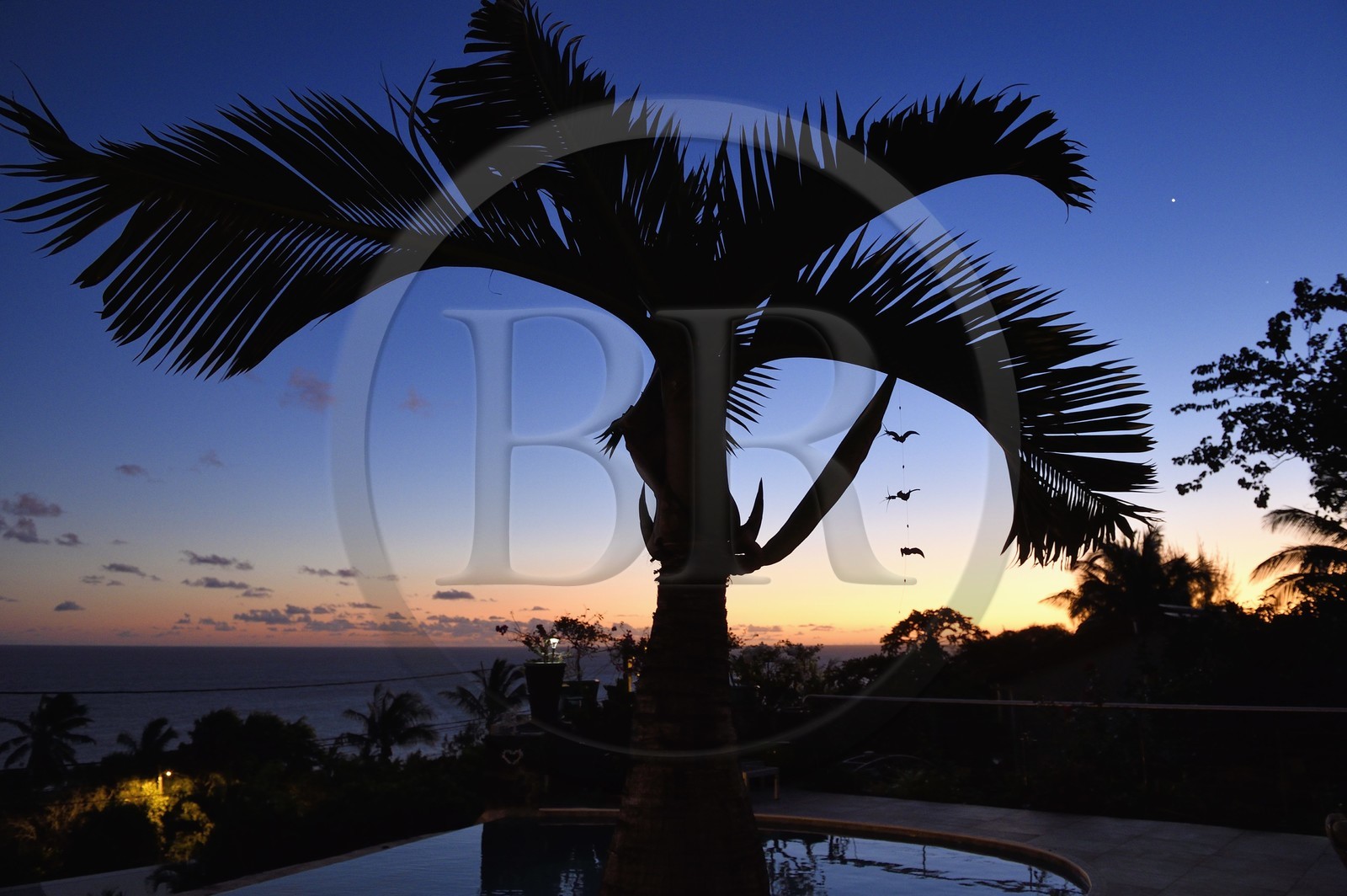 France, Ile de la Reunion, Petite-Ile, palmiste bouteille appelé également palmier bouteille ou palmier bonbonne (Hyophorbe lagenicaulis)