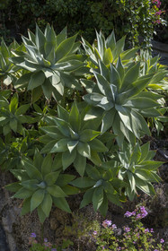 Italy, Liguria, Province of Imperia, Ventimiglia, Hanbury Botanical Garden, swan's neck agave (Agave attenuata)