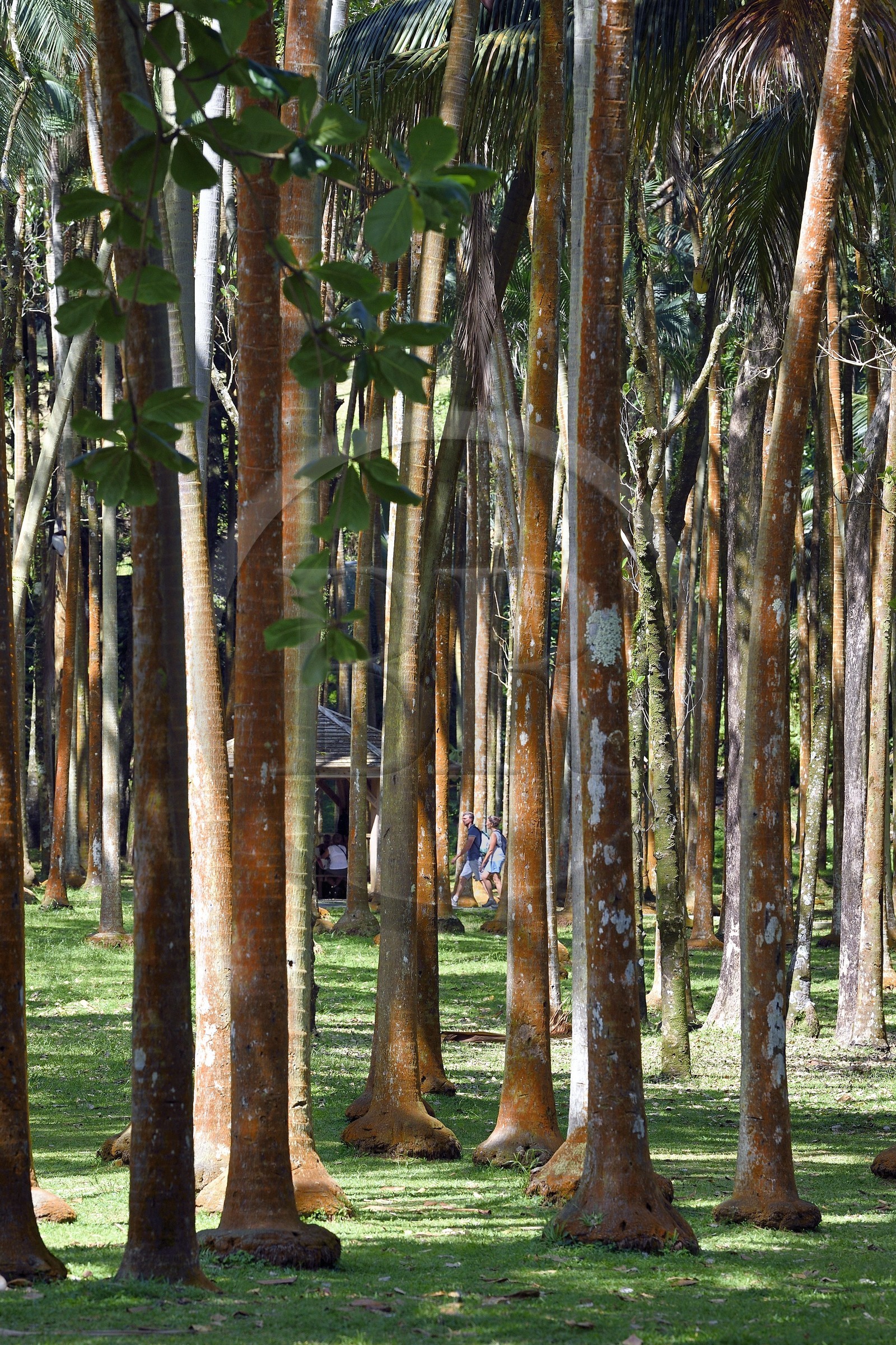 France, Reunion island (French overseas department), Reunion National Park, listed as World Heritage by UNESCO, Sainte-Rose, Anse des Cascades, coconut forest