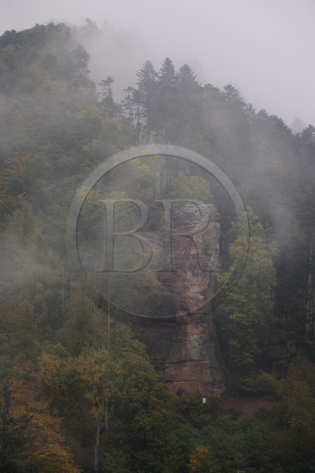 France, Bas-Rhin (67), Lembach, la forêt vosgienne sous la pluie vers le château de Fleckenstein