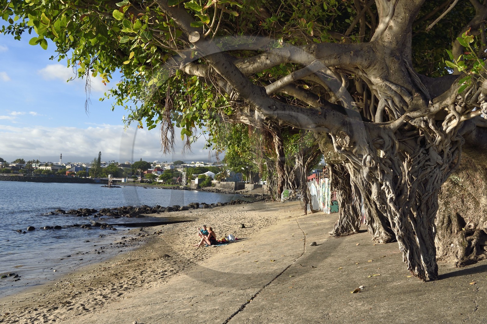 France, Ile de la Reunion, ville de Saint-Pierre, extrémité sud du lagon de Saint Pierre au lieu dit Terre Sainte, figuier des banians, banyan ou banian de l'Inde (Ficus benghalensis)