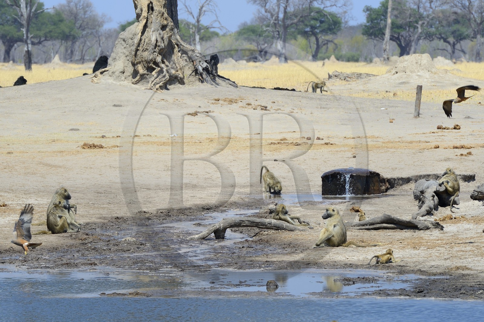 Zimbabwe, province de Matabeleland septentrional, parc national Hwange, babouins chacma (Papio ursinus) autour du point d'eau