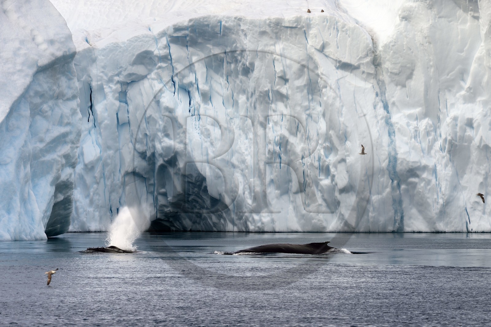 Groenland, cote ouest, baie de Disko, Ilulissat, fjord glacé classé Patrimoine Mondial de l'UNESCO qui est l’embouchure maritime du glacier Sermeq Kujalleq, baleines à bosse ou rorquals à bosse (Megaptera novaeangliae)
