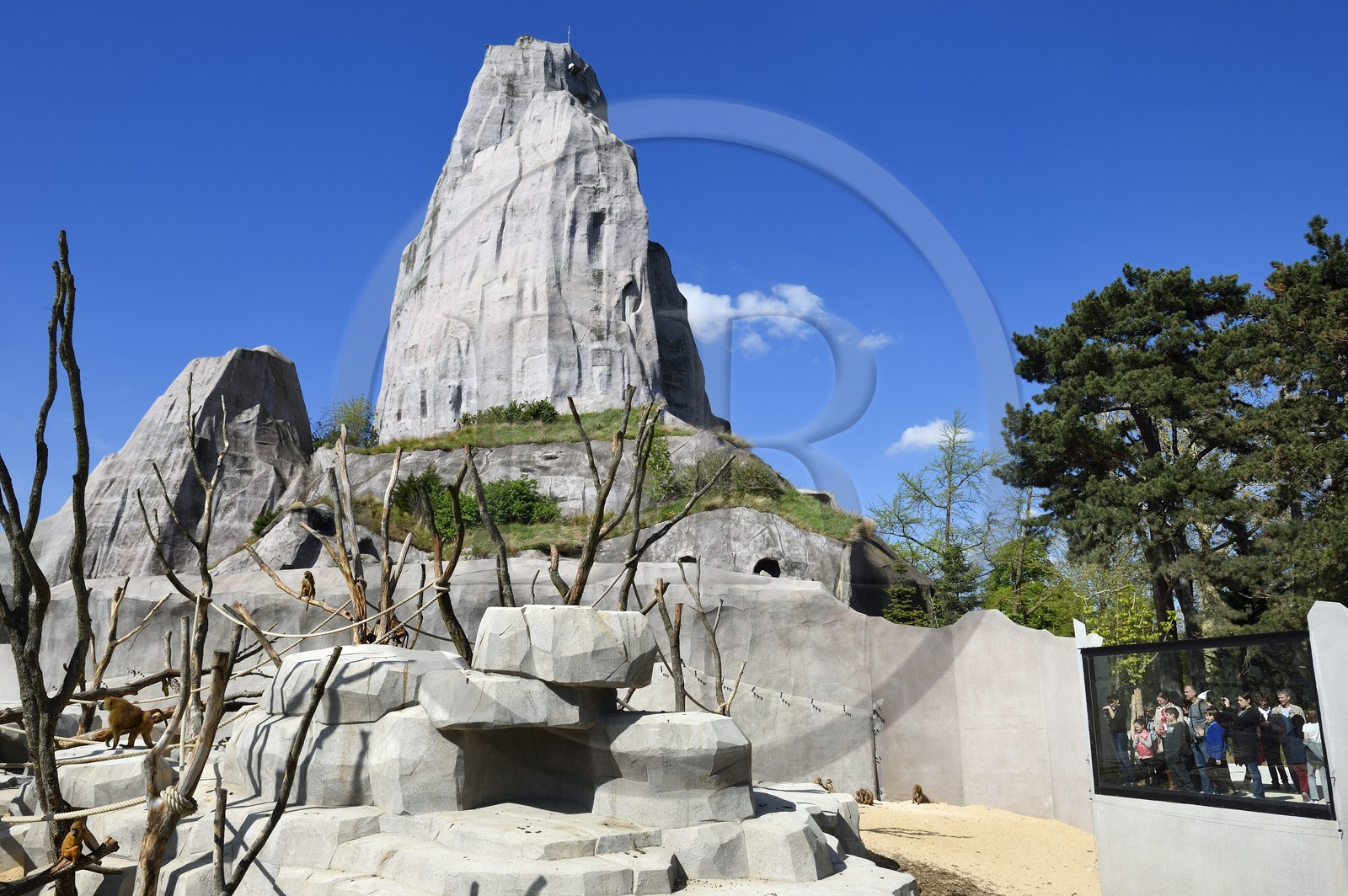 France, Paris (75), Le Parc zoologique de Paris (Zoo de Vincennes), la biozone Sahel-Soudan, babouins de Guinée (Papio papio) dans un vaste enclos sous le Grand Rocher qui est l’emblème du zoo depuis 1934