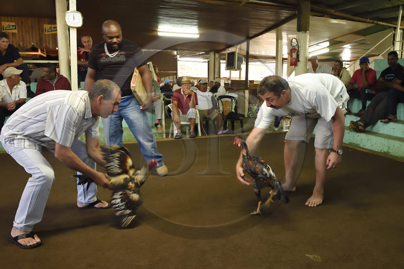 France, Ile de la Reunion, Petit Tampon, combat de coqs dans le Rond de Coq